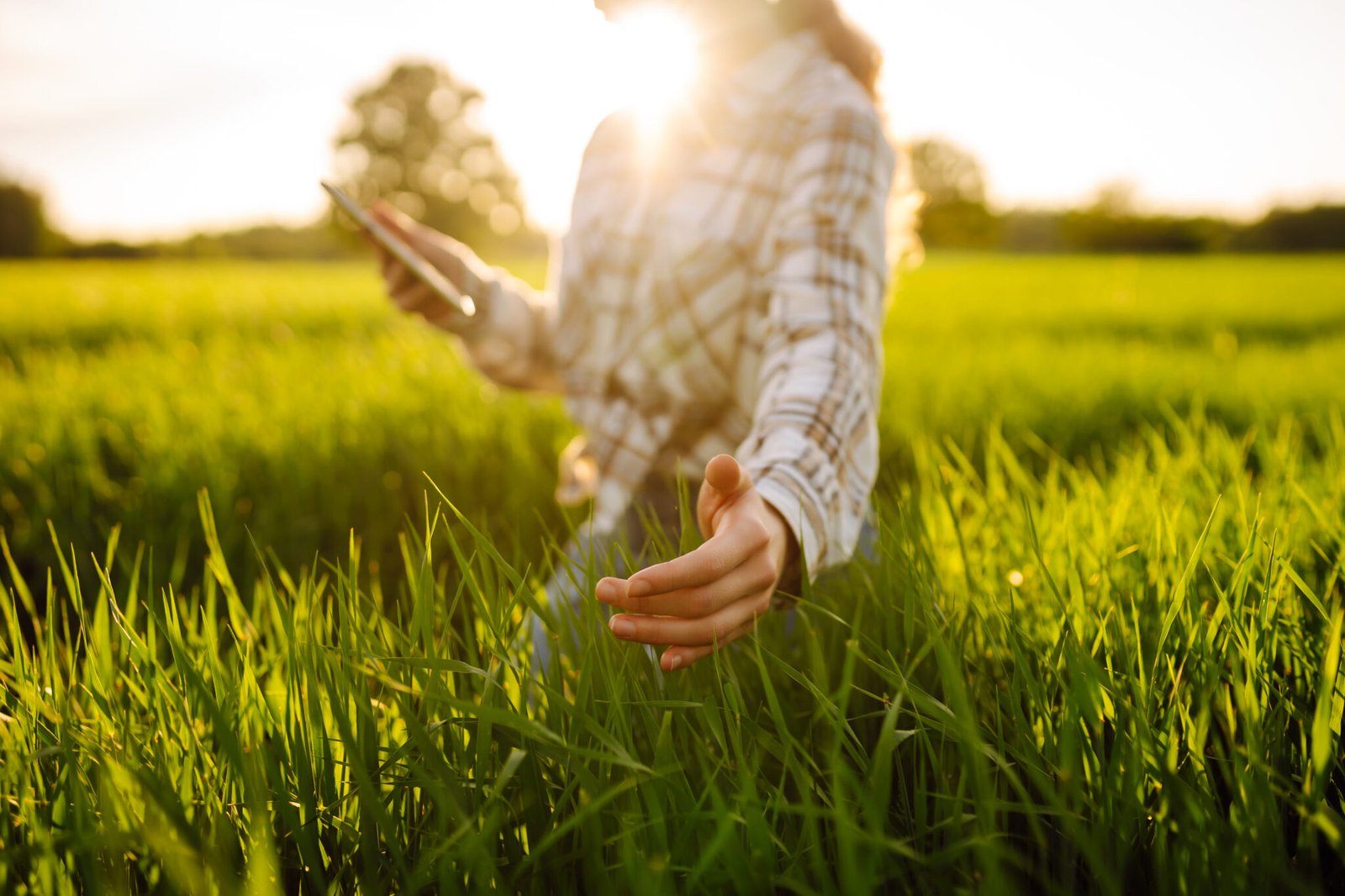 A Woman Farmer With A Modern Tablet Evaluates The Shoots With Her Hand, Green Sprouts Of Wheat In The Field. Farmer Looking At The Produce Before Harvesting. Agriculture, Gardening Or Ecology Concept.
